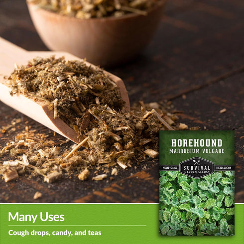 Horehound Seed for Planting - 1 Packet with Instructions to Plant and Grow Beneficial Marrubium Medicinal Herbs in Your Home Vegetable Garden - No...