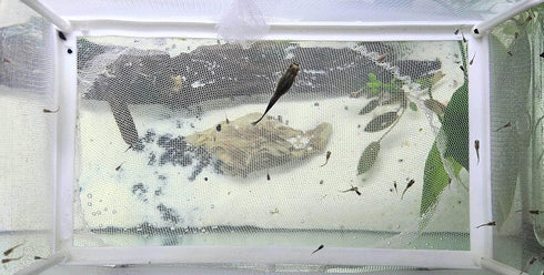 Large Fish Breeder Net with Suction Cups,Nylon Mesh Fish Fry Hatchery Breeder Isolation Box Separation Net for Fish/Plants/Shrimp Fish on Aquarium...