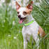 Mile High Life | Nylon Night Light Glow Collar for Medium Dogs | Reflective Band Cat Collar | Fluorescence self-Luminescence Strap Puppy Collar | ...