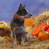 Halloween Dog Collar, Pet Collar Dog Bow Plaid Dog Collar Girl Boy Holiday Pet Dog Collar Gift Bow Dog Collar Cute Soft Puppy Collar for Large Dog...