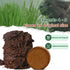 Organic Potting Soil for Indoor Cat Grass, Great Seedling Soil for Wheat Grass, bermuda, catnip, and All Indoor Herb Plants...