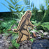 Accoutrements-12303 Bigfoot Air Freshener - Pine Scent...