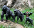 Gemini&Genius King Kong Toys, Safari Animal Toys Gorilla Family Figurines, Wildlife World Action Figure, Backyards Garden Flowerpot Room Decoratio...