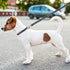 NFL PET Leash Las Vegas Raiders Dog Leash, Large Football Team Leash for Dogs & Cats. A Shiny & Colorful Cat Leash & Dog Leash Licensed by The NFL...