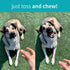 Happy Tummy Probiotic for Dogs Soft Chewables, 5.3 oz - Digestive Support, Immune System, Gut Health...