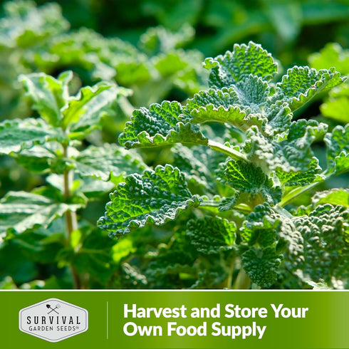 Horehound Seed for Planting - 1 Packet with Instructions to Plant and Grow Beneficial Marrubium Medicinal Herbs in Your Home Vegetable Garden - No...