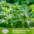 Horehound Seed for Planting - 1 Packet with Instructions to Plant and Grow Beneficial Marrubium Medicinal Herbs in Your Home Vegetable Garden - No...