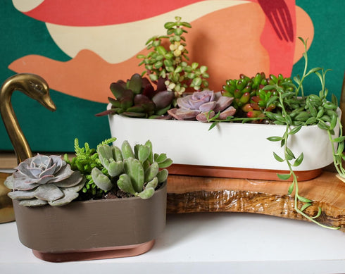 The HC Companies Sorrento 5.5 Inch Succulent Pot - Lightweight Indoor Plastic Succulent Planter with Drainage, Vanilla Bisque...