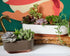 The HC Companies Sorrento 5.5 Inch Succulent Pot - Lightweight Indoor Plastic Succulent Planter with Drainage, Vanilla Bisque...