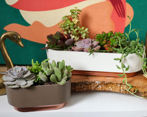 The HC Companies 9.5 Inch Sorrento Succulent Pot - Lightweight Indoor Plastic Succulent Planter with Drainage, Vanilla Bisque...