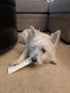 Pet Factory CareChewz Collagen 6-7" Small Wraps Dog Chew Treats - Natural Flavor, 4 Count/1 Pack...