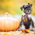 ADOGGYGO Fall Dog Necktie Pet Tuxedo Halloween Thanksgiving Dog Neck Tie Collar with Orange Plaid Tie for Medium Dogs Pets (Medium, Orange)...