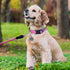 Nylon Dog Collar Soft Neoprene Padded Adjustable Dog Collars for Small Medium Large Dogs (S Neck 12"-15.5", Pink)...
