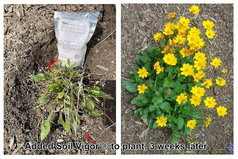 Commercial Grade Super Absorbent Polymer Potassium Based Water Crystal (1 Pound)...