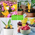 Fruit Fly Sticky Traps, sticky traps for bugs 96 pack Yellow Double Side Sticky Trap with Shovel for Gnat, Fruit Fly, White Fly, Aphid, Leaf Miner...