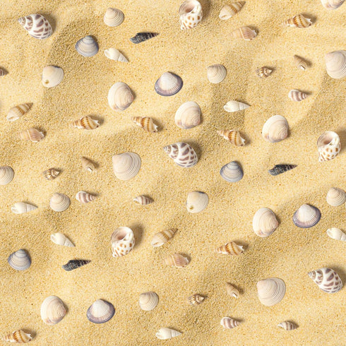 Ira Pollitt Tiny Natural Mixed Ocean Sea Shells Tiny Miniature Beach Critter Seashells Variety Beach Decor Crafts for Arts & Crafts Projects, Home...