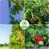 Sukh Bird Netting for Garden 13x40ft - Garden Netting Mesh Netting for Garden Protection Heavy Duty Bird Netting Garden Fence Plant Netting Chicke...