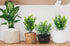 Ouddy Decor 6 Bundles Artificial Greenery Stems Mixed Fake Plastic Plants Eucalyptus Rosemary Faux Magnolia for Outdoor Indoor Garden Home Window ...
