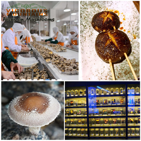 VIGOROUS MOUNTAINS Dried Shiitake Mushrooms for Cooking, Pure Aroma Thin Cap without Stem, Rehydrate Quickly, Soft Texture Gourmet Dried Mushrooms...