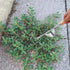 Hand Weeder Tool Garden Weeding Tool, Uprooting Weeding Tool Gardening Weeder Tool, Stainless Steel Gardening Tools for Yard and Garden, 3 Pcs...