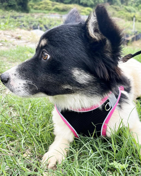 Dog Harness for Small Medium Sized Dog, Puppy Harness and Leash Set Training, Dog Harness and Leash Set, Dog Vest Harness, Dog Harness Small Sized...