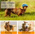 Dog Hat Dog Sun Hat Dog Baseball Cap Dog Trucker Hat Dog Hats for Small Medium Large Dogs with Ear Holes Adjustable Drawstring Breathable Waterpro...