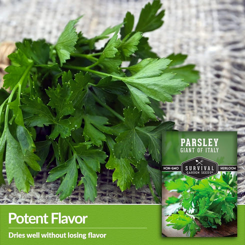 Survival Garden Seeds - Giant of Italy Parsley Seed for Planting - Packet with Instructions to Plant and Grow Italian Flat Leaf Parsley Herbs in Y...