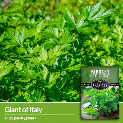 Survival Garden Seeds - Giant of Italy Parsley Seed for Planting - Packet with Instructions to Plant and Grow Italian Flat Leaf Parsley Herbs in Y...