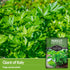 Survival Garden Seeds - Giant of Italy Parsley Seed for Planting - Packet with Instructions to Plant and Grow Italian Flat Leaf Parsley Herbs in Y...