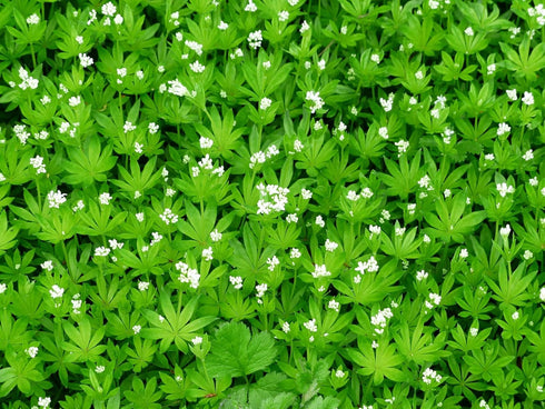 Sweet Woodruff Herb - Dried, Cut, Natural Galium Odoratum - Net Weight: 1oz/28g...