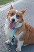 Dog Slip Collar, No Pull Choker Collar for Dogs, Slip Collars with Slidable Stopper, Dog Training Collar Martingale Collar for Small Medium Large ...