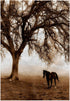 3D Rose Western Sepia Toned Horse on a Ranch with an Oak Tree TWL_202972_1 Towel, 15" x 22", Multicolor...