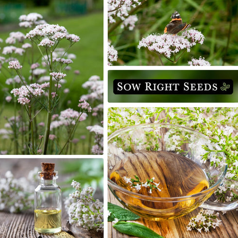 Sow Right Seeds - Valerian Seeds for Planting - Non-GMO Heirloom Packet with Instructions to Plant an Outdoor Herb Garden - Fragrant with Medicina...