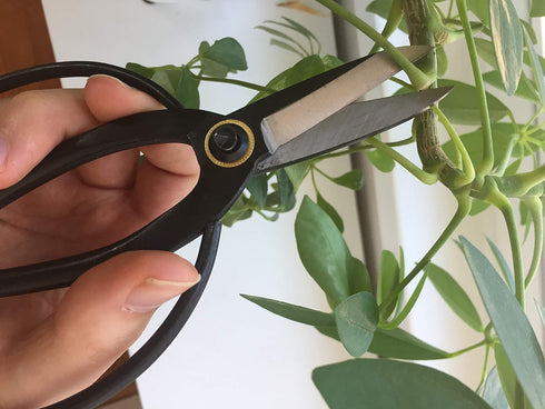 Garden Guru Professional Bonsai Scissors 180mm - Traditional Butterfly Bonsai Pruner Shear for Precise Trimming Pruning and Deadheading of Flowers...