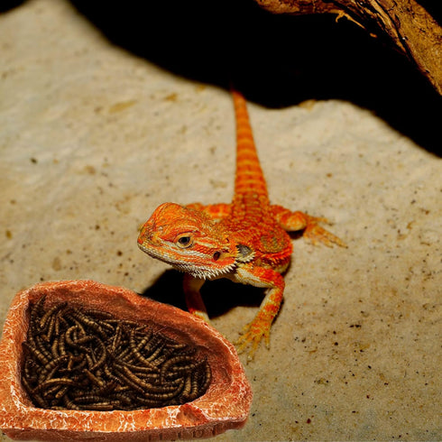 2 Pack Corner Reptile Water Dish Food Bowl Bearded Dragon Bowls, Reptile Food Bowl for Hermit Crab Bearded Dragon Lizard Gecko Frog Tortoise...