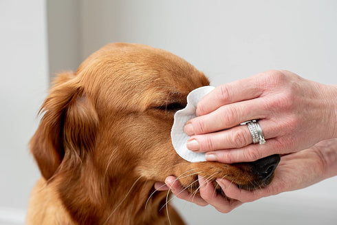 pet wiz Aloe Vera Eye Wipes for Cleaning Dogs & Cats - Extra Large...