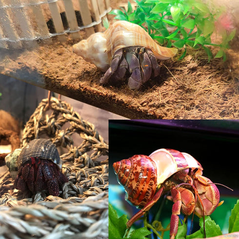 8PCS Hermit Crab Shells Medium to Large Growth Turbo Seashells 1"-2" Openning Size Natural Decoration Supplies...