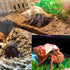 8PCS Hermit Crab Shells Medium to Large Growth Turbo Seashells 1"-2" Openning Size Natural Decoration Supplies...