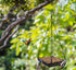 MIXXIDEA Hanging Bird Feeder Tray Metal Mesh Platform Seed Feeder with Durable Chains for Outdoors Garden Great for Attracting Birds (1 Pack)...
