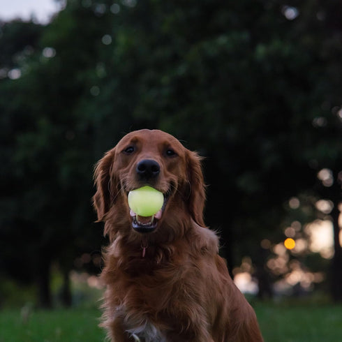 Harry Barker Rubber Balls and Rubber Chew Stick, Rubber Bone for Dogs - 2.5" Glow Balls...
