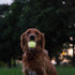 Harry Barker Rubber Balls and Rubber Chew Stick, Rubber Bone for Dogs - 2.5" Glow Balls...