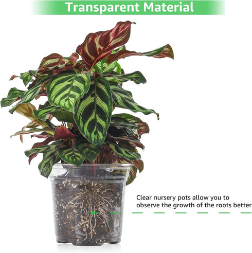 Bonviee 36 Packs 3.5/4/5 Inch Clear Nursery Pots, Transparent Plastic Planter with Drainage Holes, Seed Starting Pot Flower Plant Container -Clear...