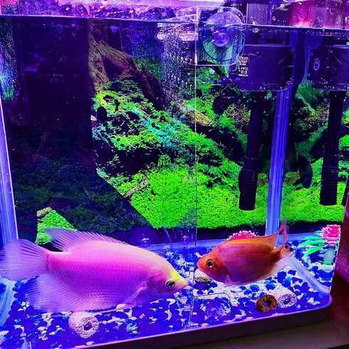4pcs Aquarium Grid Divider, Fish Tank Divider Tray, Aquarium Filter Isolation Board for Mixed Breeding Light Diffuser and 8pcs Sucker Clips Suctio...