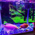 4pcs Aquarium Grid Divider, Fish Tank Divider Tray, Aquarium Filter Isolation Board for Mixed Breeding Light Diffuser and 8pcs Sucker Clips Suctio...