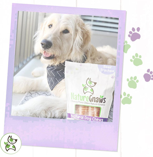 Nature Gnaws Beef Trachea Crunch Wraps for Dogs - Premium Natural Beef Bones - Long Lasting Dog Chew Treats - Rawhide Free - 5-6 Inch, 3 Count (Pa...