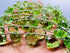 1 Strand Prehnite Quartz 10 Piece Beads Size 10mm Flower Shape Cut Carved Faceted Beads for Jewellery Making, Beading & Craft Supplies Flower_06...