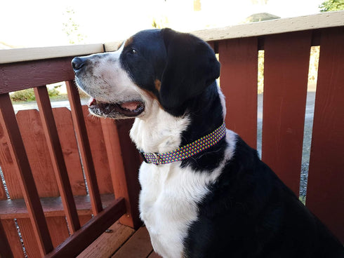 Buttonsmith Rainbow Hexes Dog Collar - Made in The USA - Fadeproof Permanently Bonded Printing, Military Grade Rustproof Buckle, Choice of 6 Sizes...