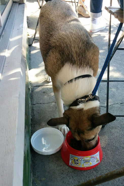 ‘Ohana Bowl - The Portable Travel Dog Bowl with a Twist Cap Lid...