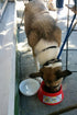 ‘Ohana Bowl - The Portable Travel Dog Bowl with a Twist Cap Lid...