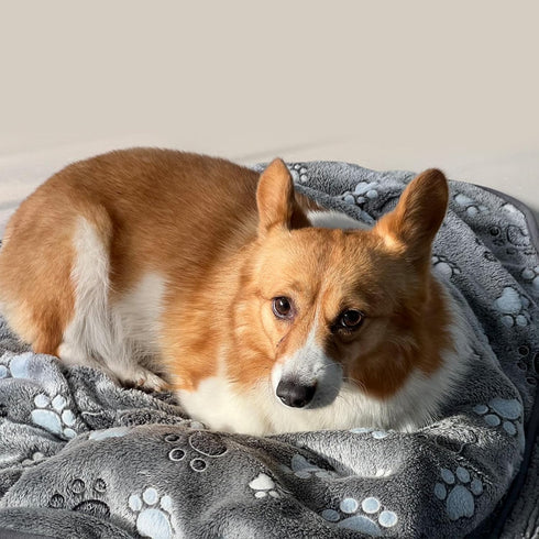 Glow Waterproof Dog Blanket, Pattern Printing Super Soft Warm Fluffy Facecloth Sofa Car Bed Protector, Urine Proof Washable Outdoor Pet Blanket fo...